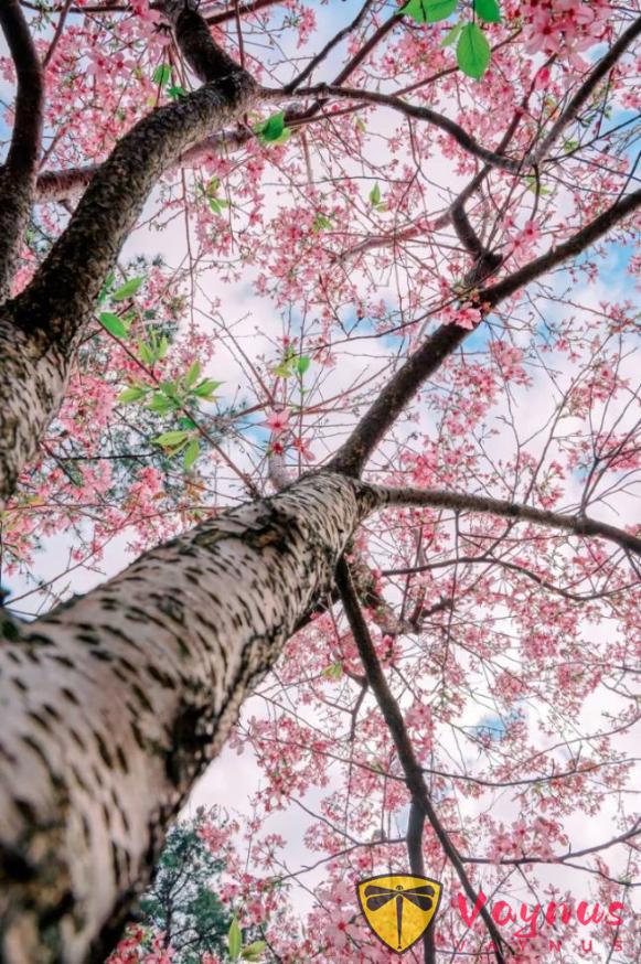 手機拍花,記住這2個萬能公式,手機變單反,張張大片!