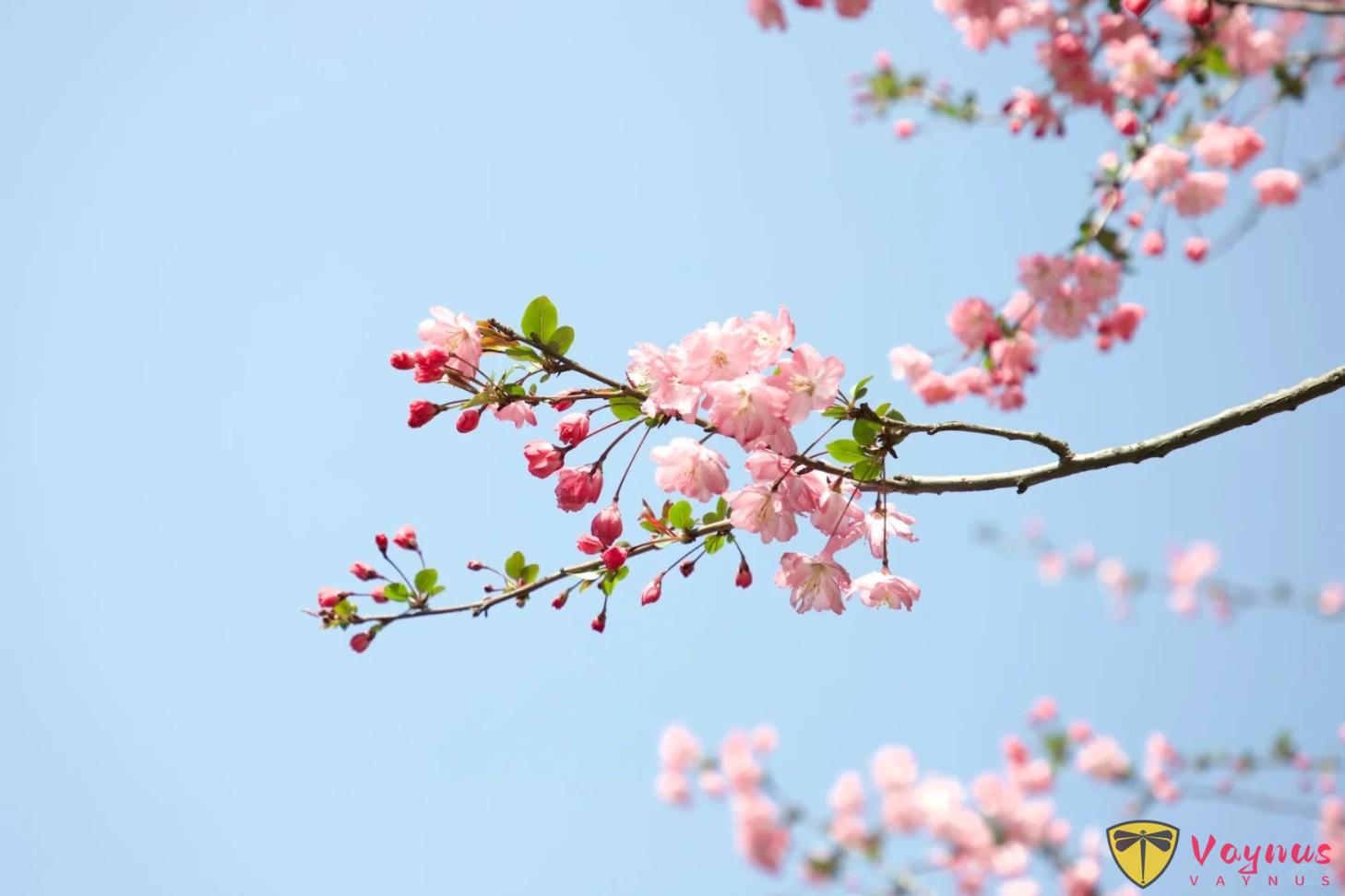 手機拍花,記住這2個萬能公式,手機變單反,張張大片!