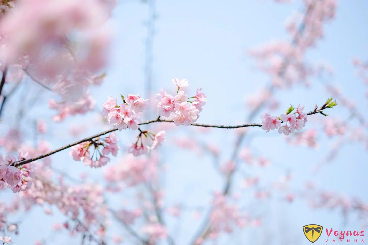 手機拍花,記住這2個萬能公式,手機變單反,張張大片!