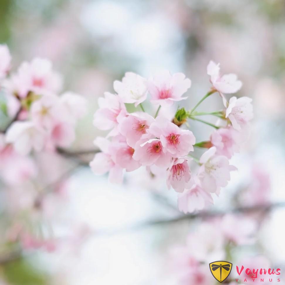 手機拍花,記住這2個萬能公式,手機變單反,張張大片!