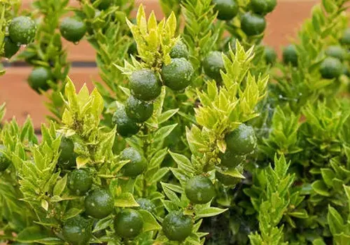 澳洲本土美食，不只有袋鼠肉和澳龙喔！