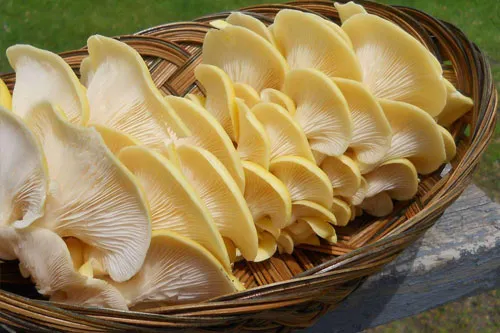 西餐可食用蘑菇简介