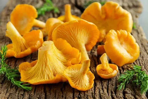 西餐可食用蘑菇简介