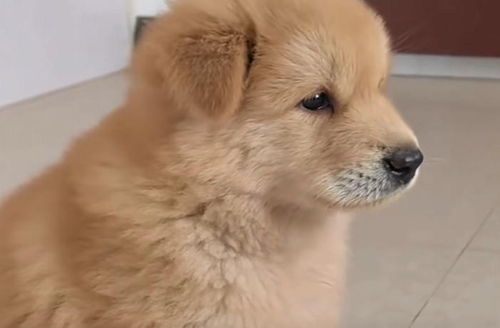 虎斑犬、白土鬆、五黑神犬……中華田園犬都有自己的名字