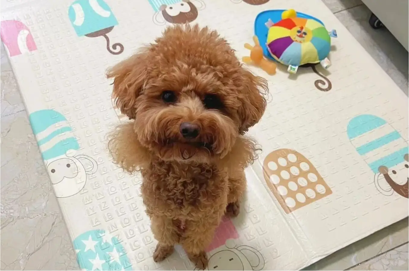 为什么有人说,经常对狗狗有愧疚感?你们有过吗?