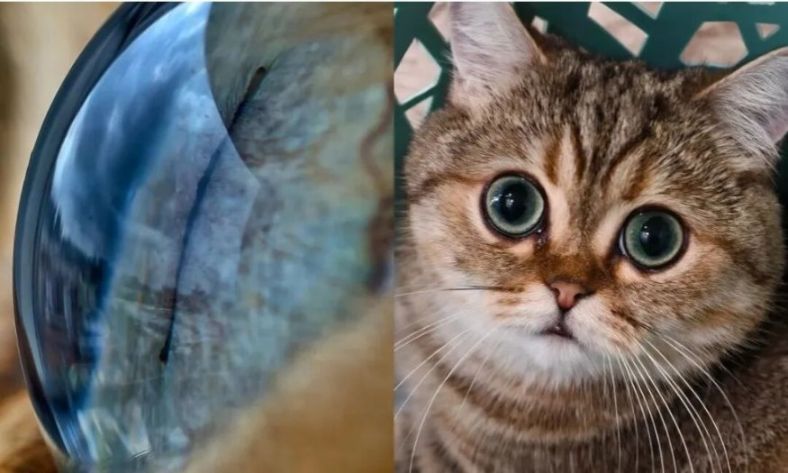 長焦微距究竟有多好玩？試了你就知道了，真的用過就回不去了