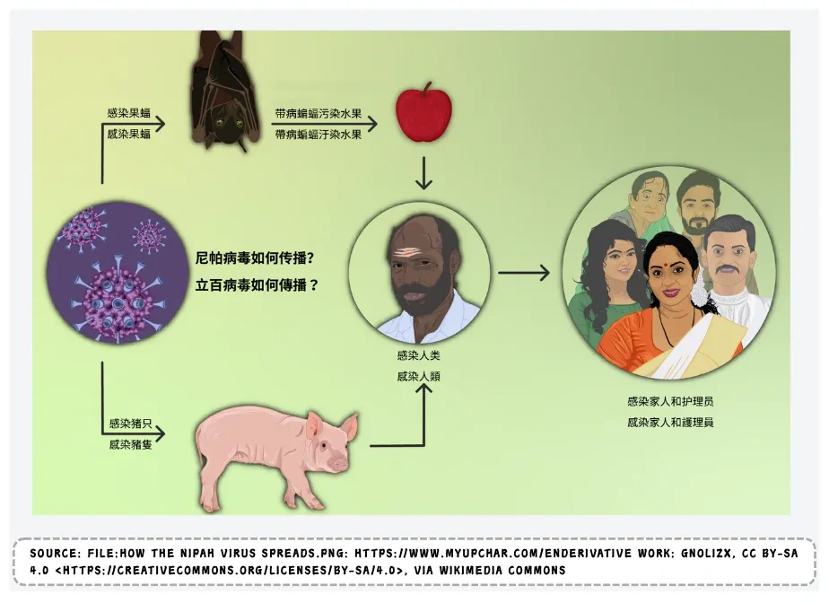 死亡率超7成，可人传人？印度出现尼帕病毒疫情，我们要担心吗？
