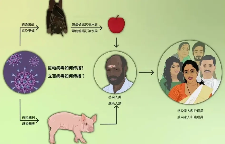 印度爆发疫情，病死率最高达100%，没有疫苗和特效药，天然宿主是这个小动物