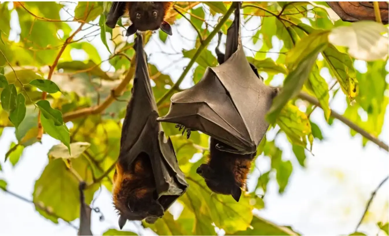 印度暴发疫情，死亡率曾一度高达 100%！国内曾发现高度相关病毒，有娃家庭该怎么防？