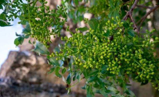 为什么开心果对心脏和免疫系统有益？