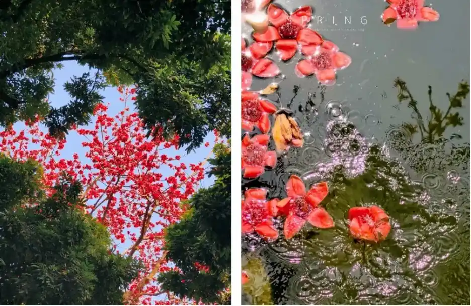 木棉花這麼拍高階也出片！5個簡單拍照小技巧，隨手拍都自帶氛圍感與春天生命力！