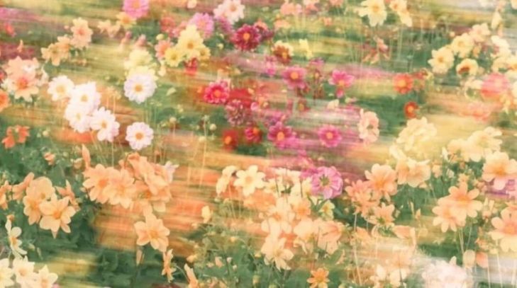 当我尝试用慢门拍花，油画般的质感像一场慢慢晃动的梦境～美得不像话（附拍摄技巧）