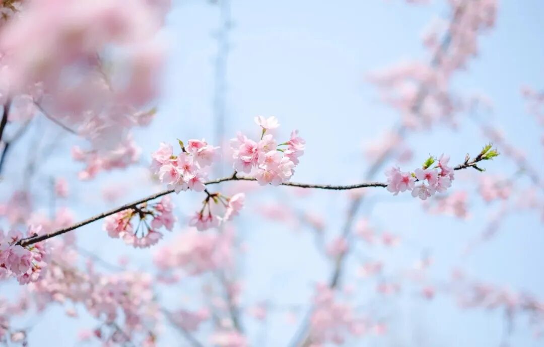 手機拍花,記住這2個萬能公式,手機變單反,張張大片!