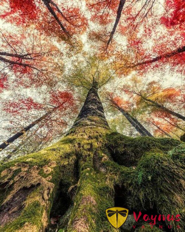 树拍成这样你打几分？想看看你们拍的树~