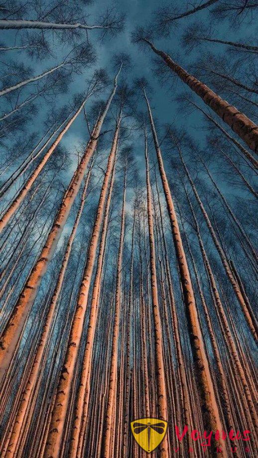 树拍成这样你打几分？想看看你们拍的树~