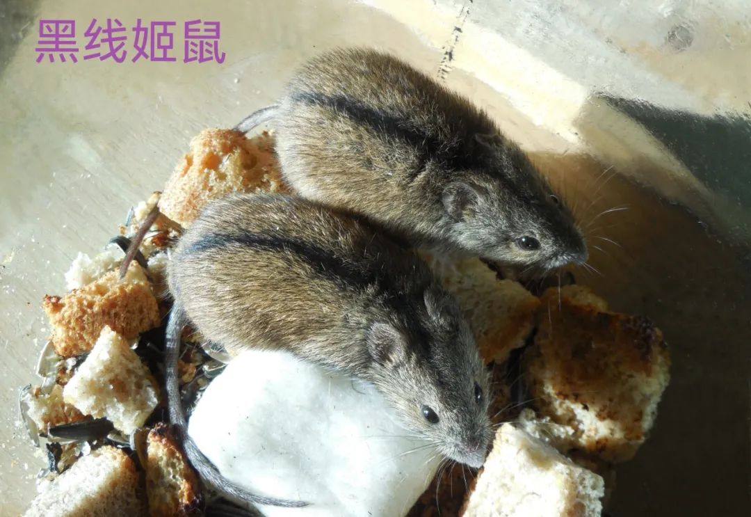 由漢坦病毒引起的急性傳染病:腎綜合徵出血熱如何應對?