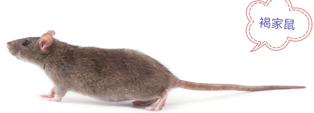 由漢坦病毒引起的急性傳染病:腎綜合徵出血熱如何應對?