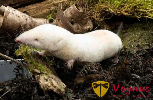 美国首次发现70%致死率的“亨尼帕病毒”后,印度又暴发了尼帕病毒疫情!多国出手应对,有游客紧急取消行程