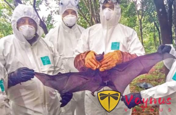 美国首次发现70%致死率的“亨尼帕病毒”后,印度又暴发了尼帕病毒疫情!多国出手应对,有游客紧急取消行程