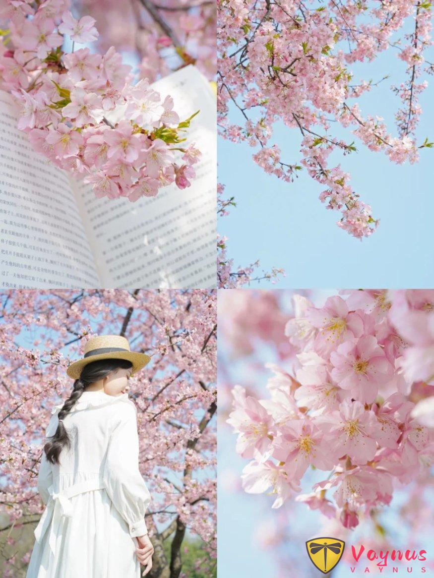 早说啊!早春的樱花这么怕可太美了~(附拍照教程)