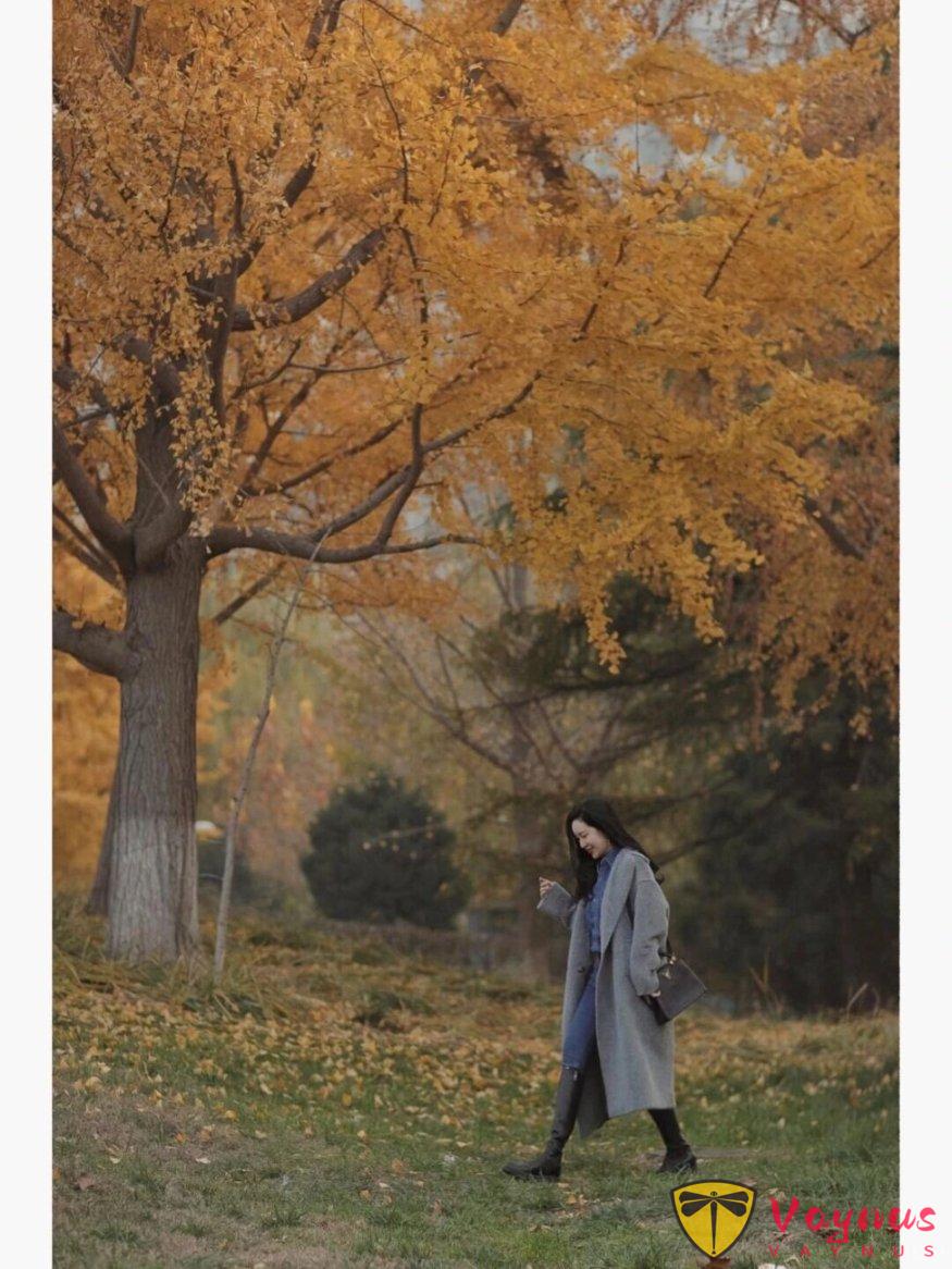 深秋油画般银杏林,6个姿势技巧,风衣牛仔裤穿搭,大气有气质