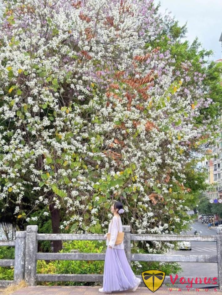 紫荆花这样拍绝了!6个拍照姿势,春日氛围拉满,谁拍谁漂亮出片!