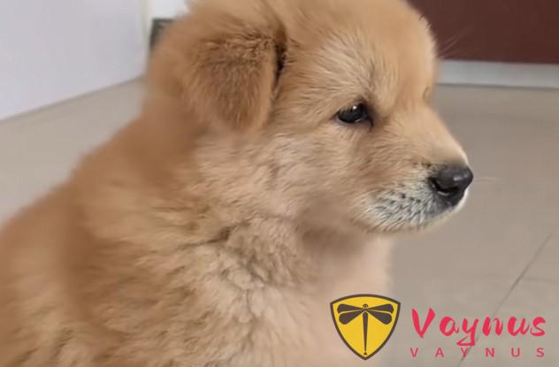 虎斑犬、白土鬆、五黑神犬……中華田園犬都有自己的名字