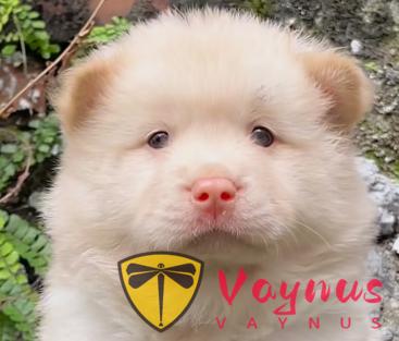 虎斑犬、白土鬆、五黑神犬……中華田園犬都有自己的名字