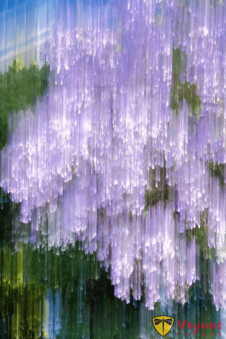 当我尝试用慢门拍花，油画般的质感像一场慢慢晃动的梦境～美得不像话（附拍摄技巧）