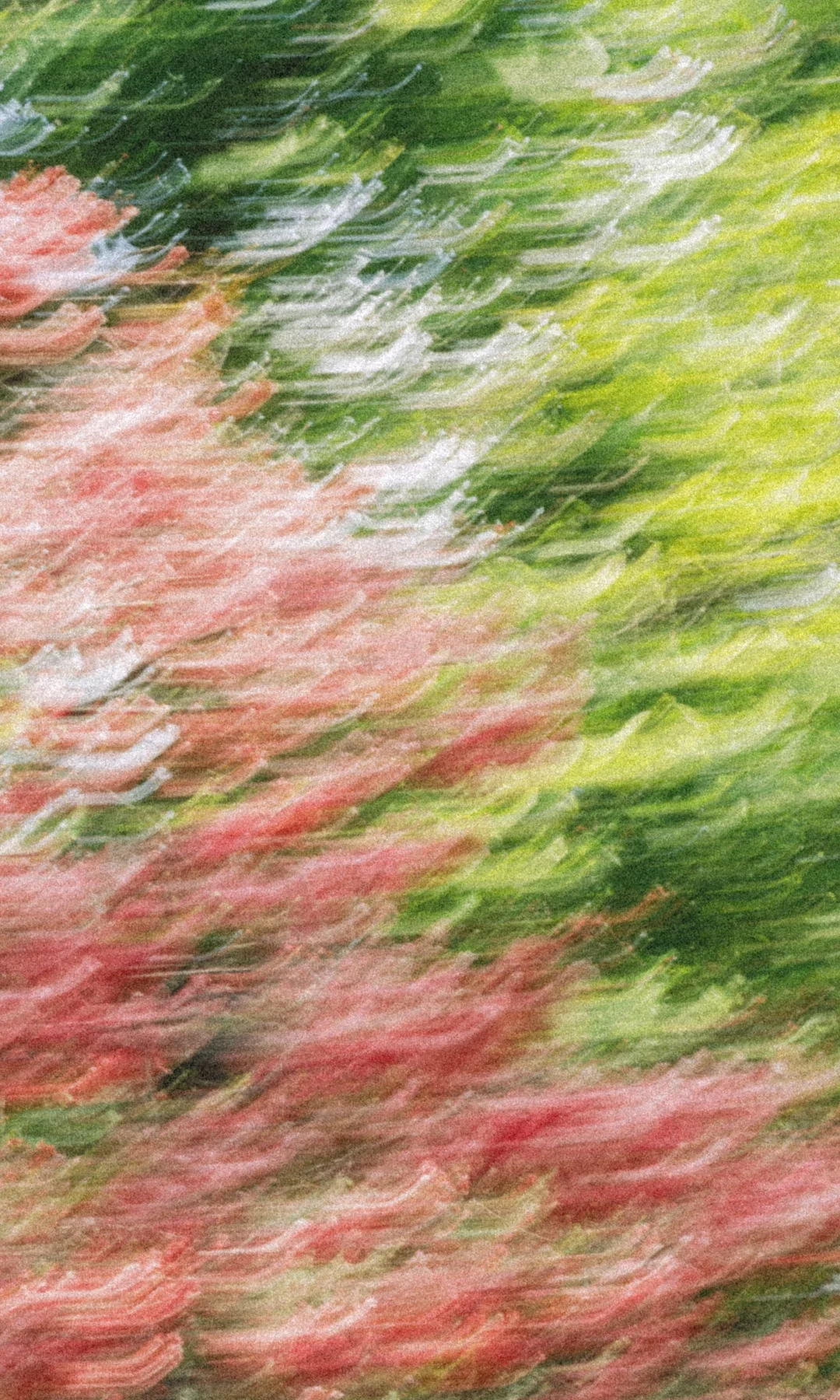 当我尝试用慢门拍花，油画般的质感像一场慢慢晃动的梦境～美得不像话（附拍摄技巧）