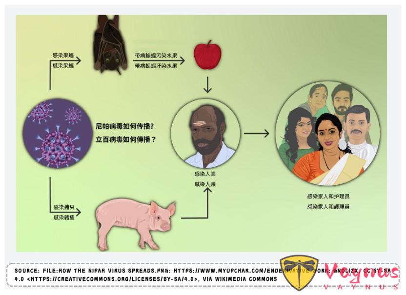 死亡率超7成，可人传人？印度出现尼帕病毒疫情，我们要担心吗？