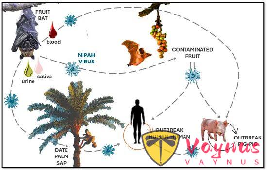 死亡率超7成，可人传人？印度出现尼帕病毒疫情，我们要担心吗？