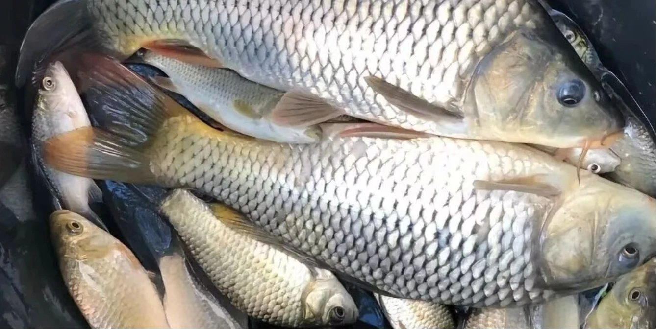 1765693277722091531.webp 冬季野釣鯽魚:摸透3個“細”節,再冷都有魚咬鉤