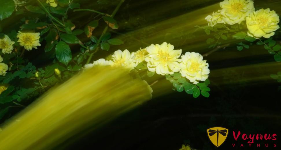 用慢門，讓花朵動起來，美到失語！
