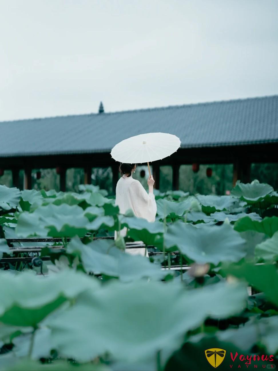 夏日荷花这么拍!get这五个拍照姿势+技巧!美翻朋友圈,秒变“花仙子”