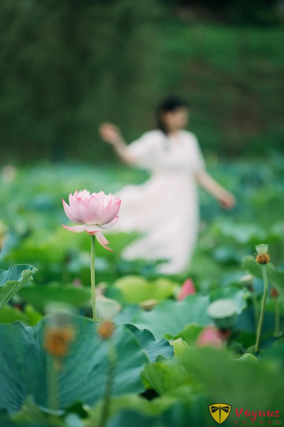 夏日荷花这么拍!get这五个拍照姿势+技巧!美翻朋友圈,秒变“花仙子”