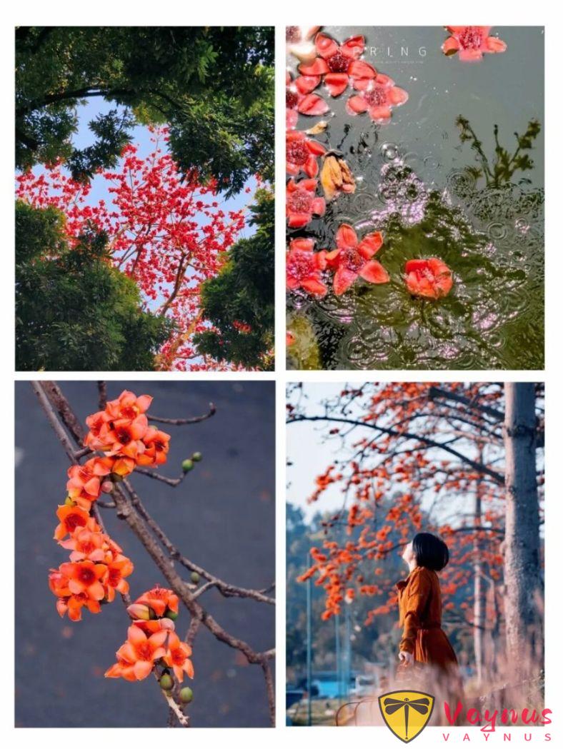 木棉花這麼拍高階也出片!5個簡單拍照小技巧,隨手拍都自帶氛圍感與春天生命力!