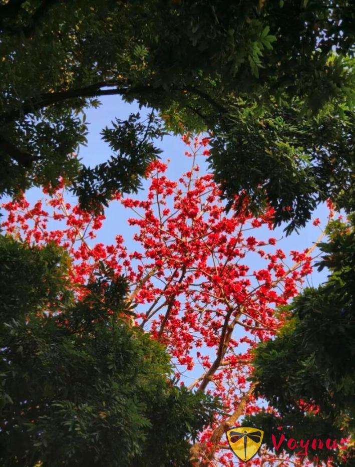 木棉花這麼拍高階也出片!5個簡單拍照小技巧,隨手拍都自帶氛圍感與春天生命力!