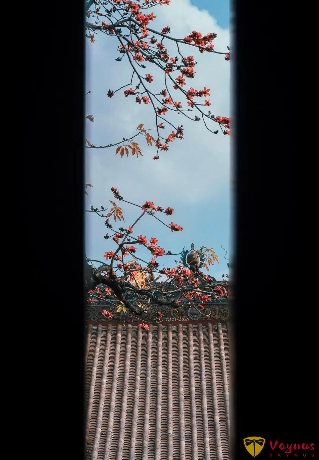 木棉花這麼拍高階也出片!5個簡單拍照小技巧,隨手拍都自帶氛圍感與春天生命力!