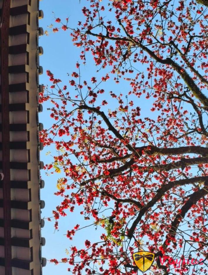 木棉花這麼拍高階也出片!5個簡單拍照小技巧,隨手拍都自帶氛圍感與春天生命力!