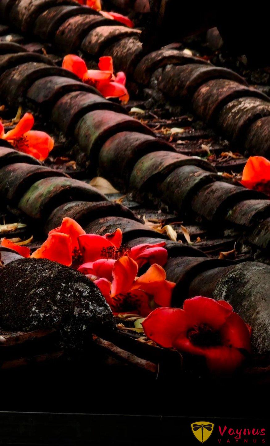 木棉花這麼拍高階也出片!5個簡單拍照小技巧,隨手拍都自帶氛圍感與春天生命力!