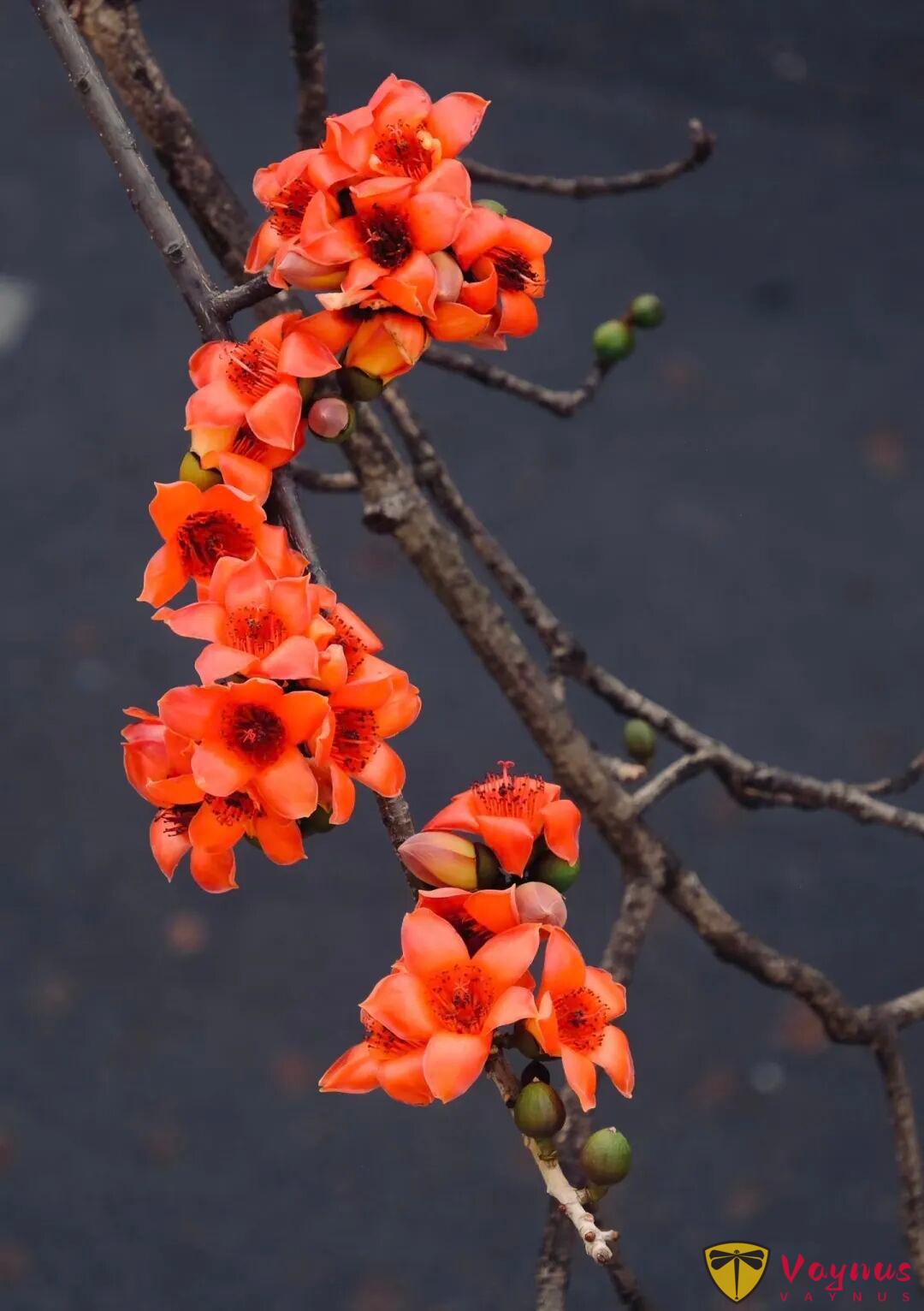 木棉花這麼拍高階也出片!5個簡單拍照小技巧,隨手拍都自帶氛圍感與春天生命力!