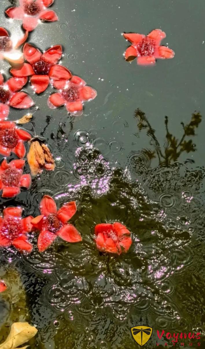 木棉花這麼拍高階也出片!5個簡單拍照小技巧,隨手拍都自帶氛圍感與春天生命力!