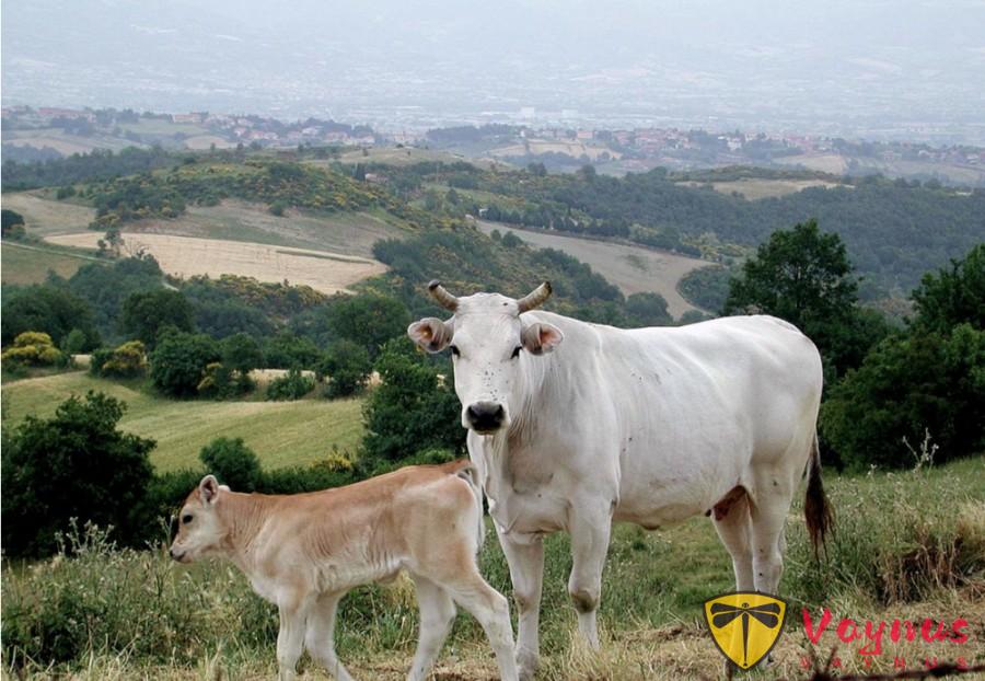 Chianina、Fassona和Scottona牛之间有什么区别？