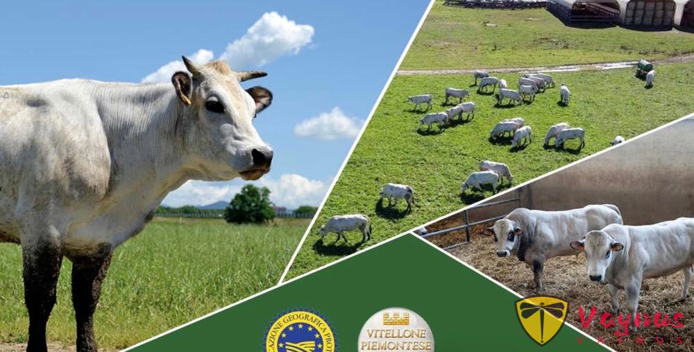 Chianina、Fassona和Scottona牛之间有什么区别？