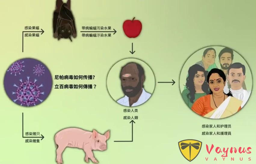 印度爆发疫情,病死率最高达100%,没有疫苗和特效药,天然宿主是这个小动物