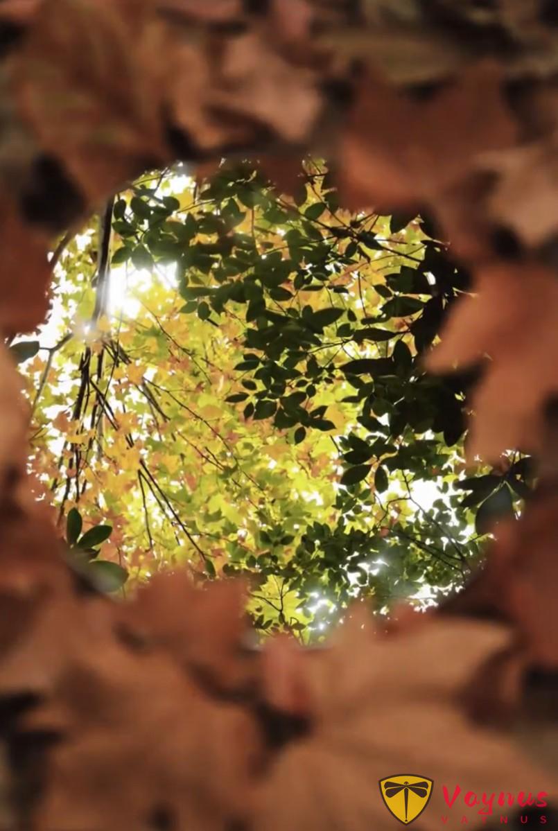 让镜子告诉你秋天有多漂亮!一面镜子让我的秋天照片封神了丨附拍摄教程