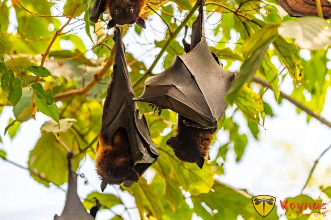 印度暴发疫情，死亡率曾一度高达 100%！国内曾发现高度相关病毒，有娃家庭该怎么防？