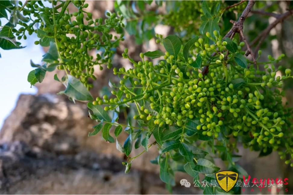 为什么开心果对心脏和免疫系统有益？