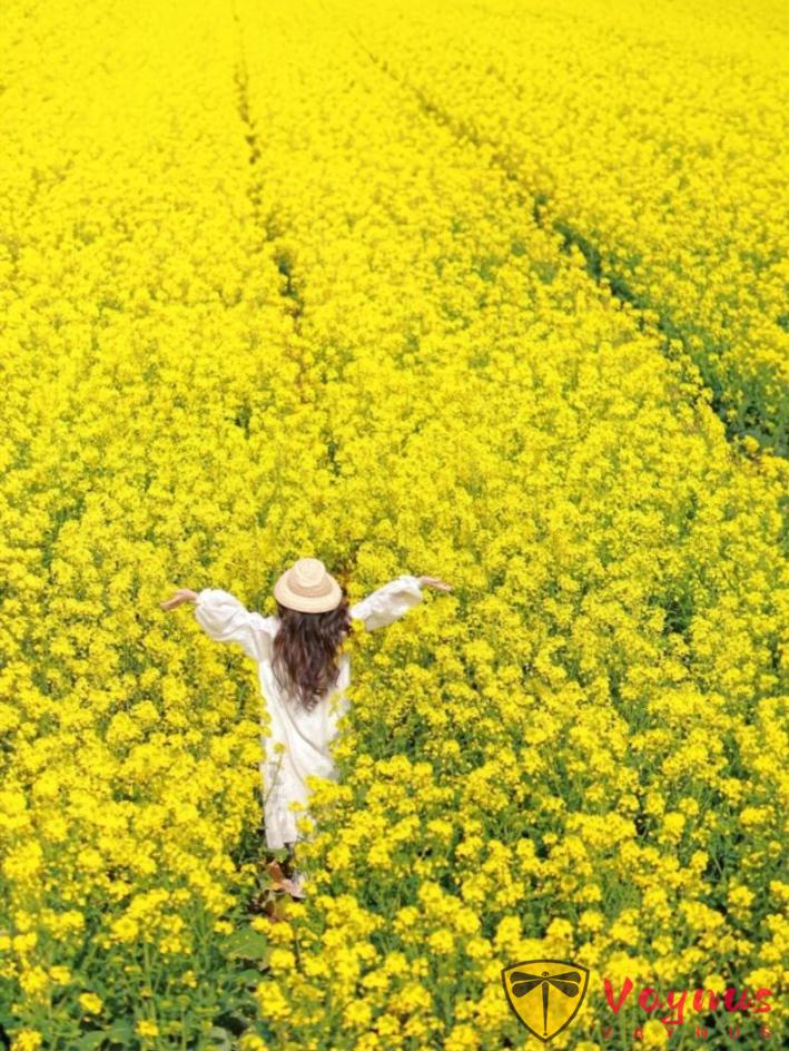 是谁在说油菜花土啊！油菜花这么拍文艺也出片，轻松拍出女神范儿